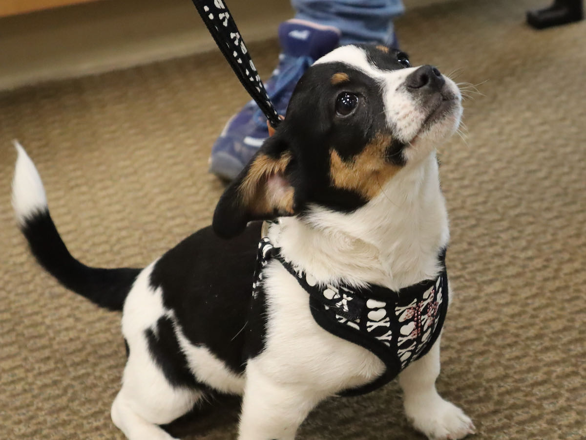 Photo-story: Deb's Dogs visits Ada Elementary School | Ada Icon Photo-story: Deb's Dogs visits Ada Elementary School | Ada Icon