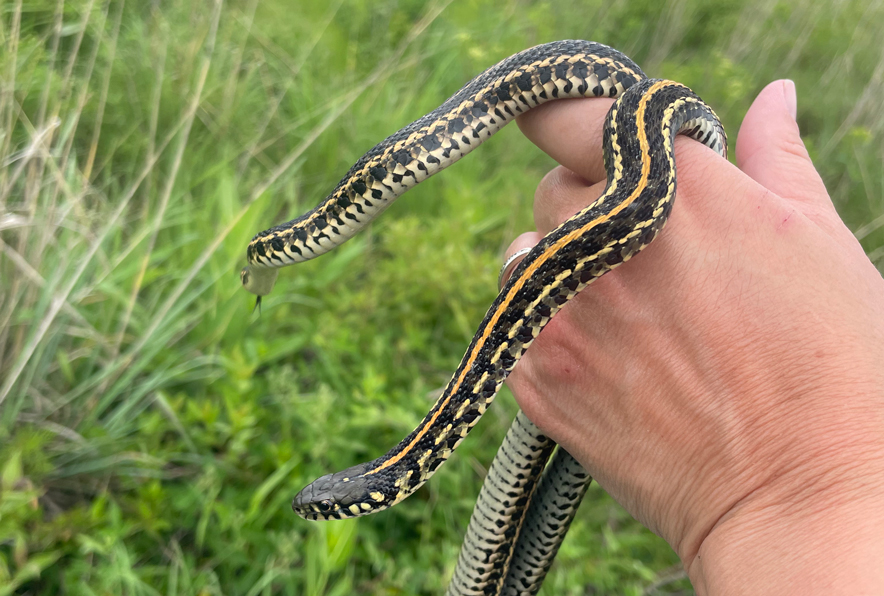 ONU breeding program helping endangered Plains Garter Snakes | Ada Icon
