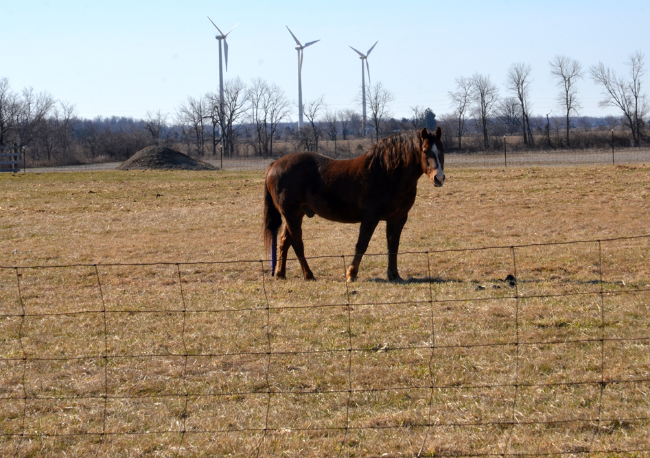 Horse and wind power