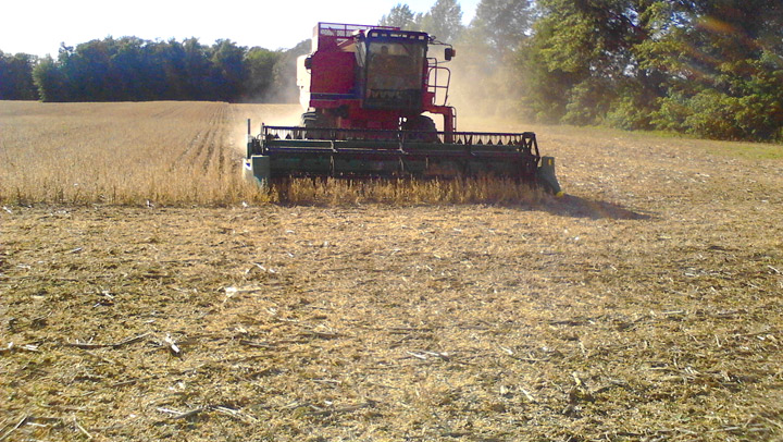 Harvest time