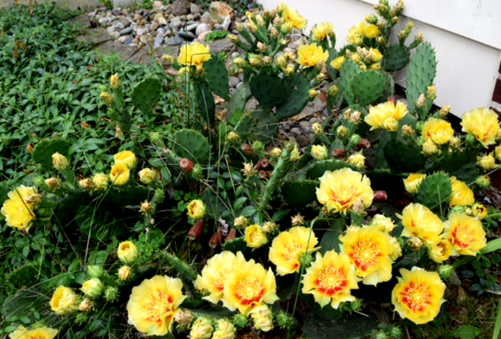 Ada, Arizona? Nope, Ada, Ohio