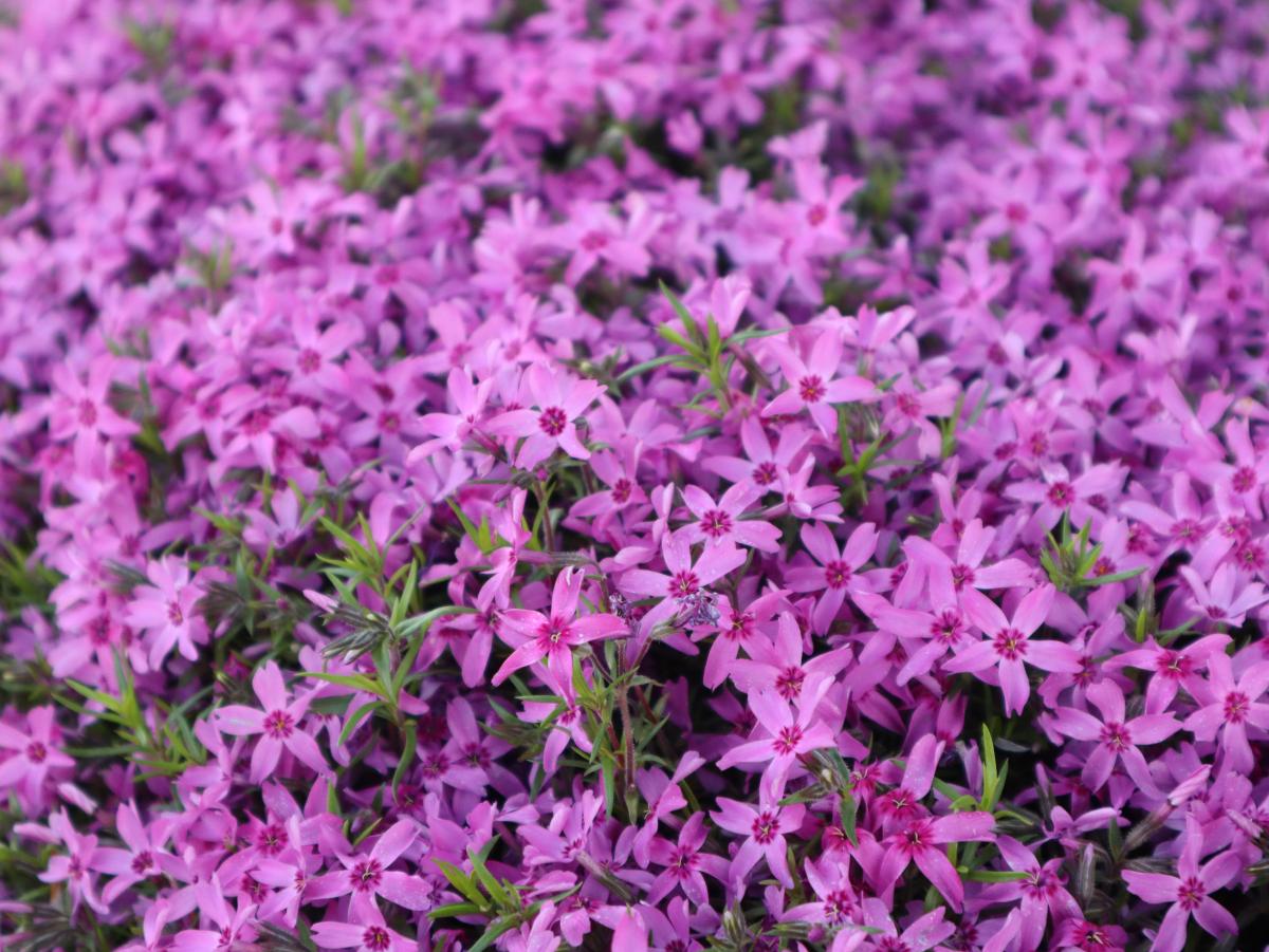 April showers, April flowers | Ada Icon