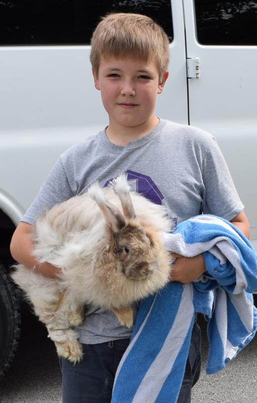 Another giant rabbit