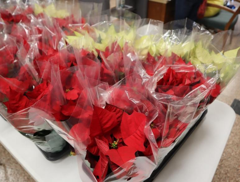 Poinsettia gifts from the Kay Rex family